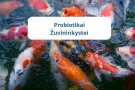 Probiotikai žuvininkystei – mikrobiologinis produktas žuvų sveikatos ir vandens kokybės gerinimui